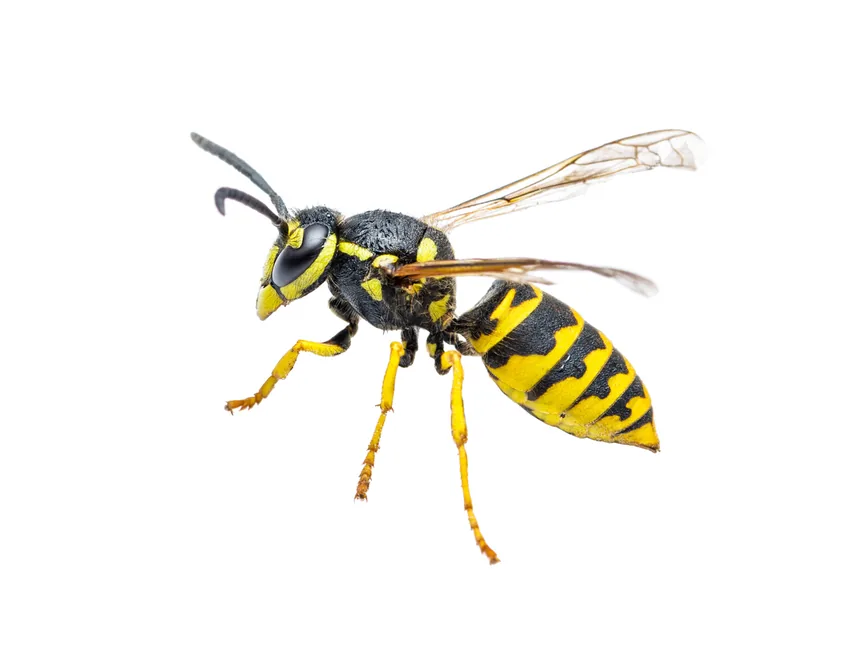 Viespe Vespula: corp lucios, talie subtire, galben si negru