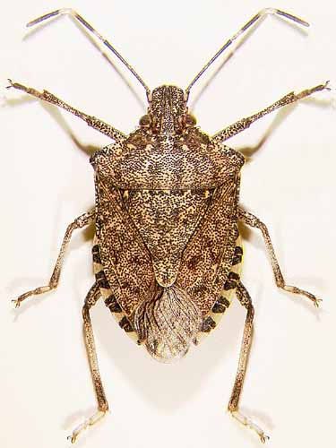Ploșnița brună marmorată (Halyomorpha halys), gândacul puțuros care intră în case toamna