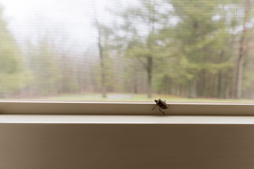 Gândac puțuros oprit de plasa de insecte, pe pervazul unei ferestre