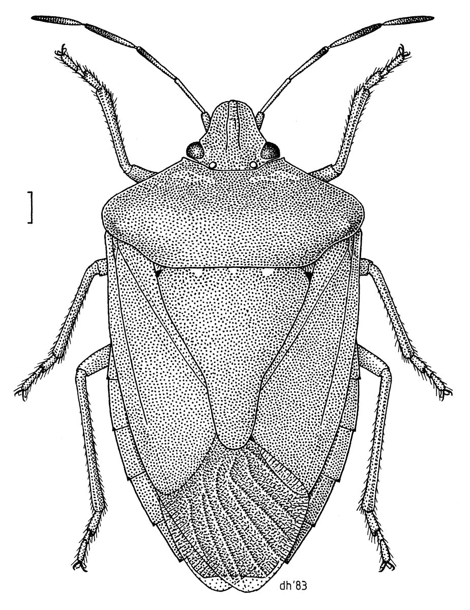 Ploșnița verde (Nezara viridula), gândacul verde urât mirositor