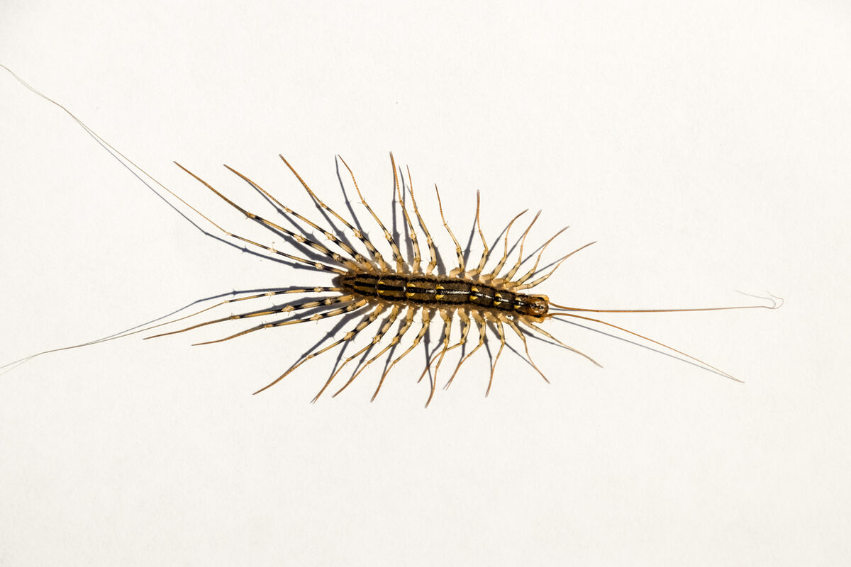 Scutigera coleoptrata văzută de sus, cu cele 15 perechi de picioare lungi și dungile de pe corp