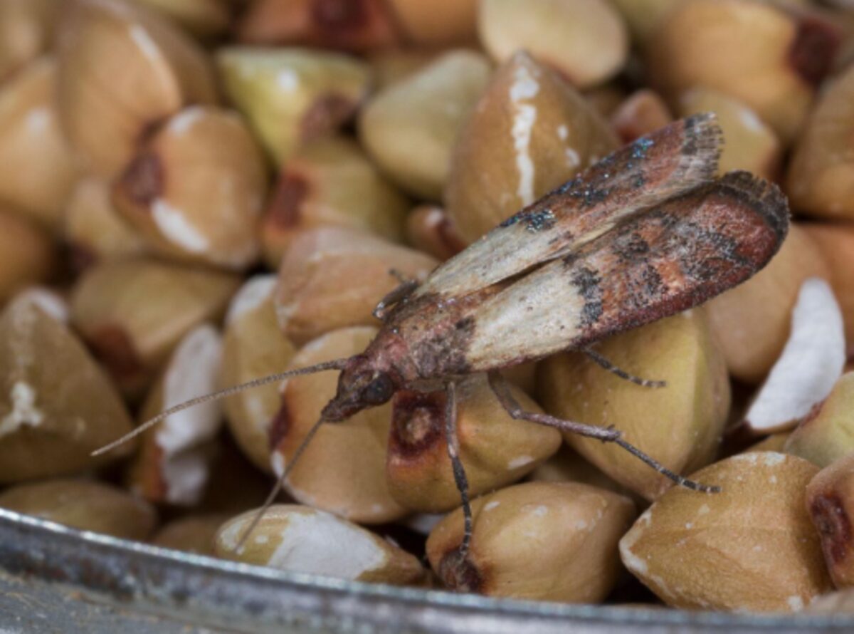 Molie de alimente adultă pe semințe, cu aripile bicolore, crem la bază și arămii spre vârf
