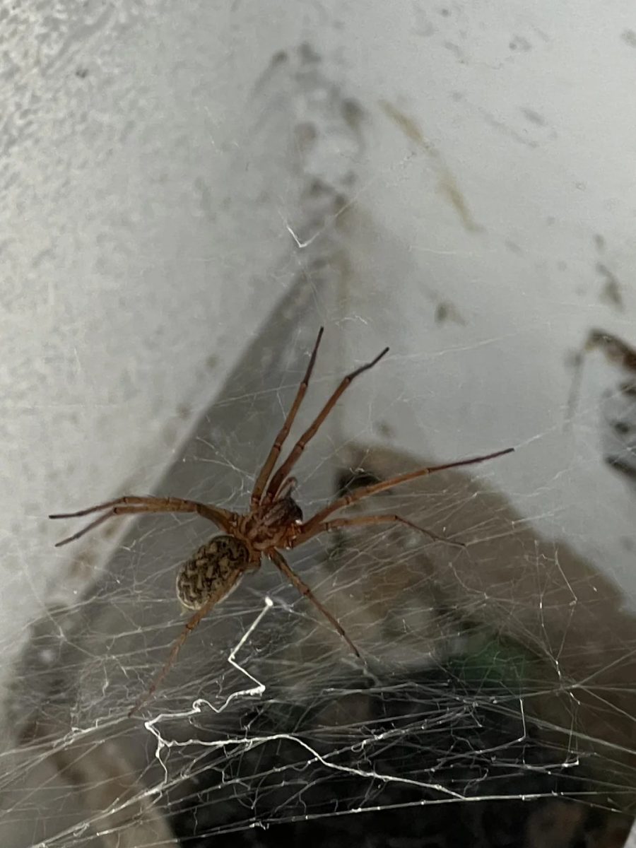 Păianjen de casă (Tegenaria) pe pânza lui în formă de pâlnie, într-un colț de cameră
