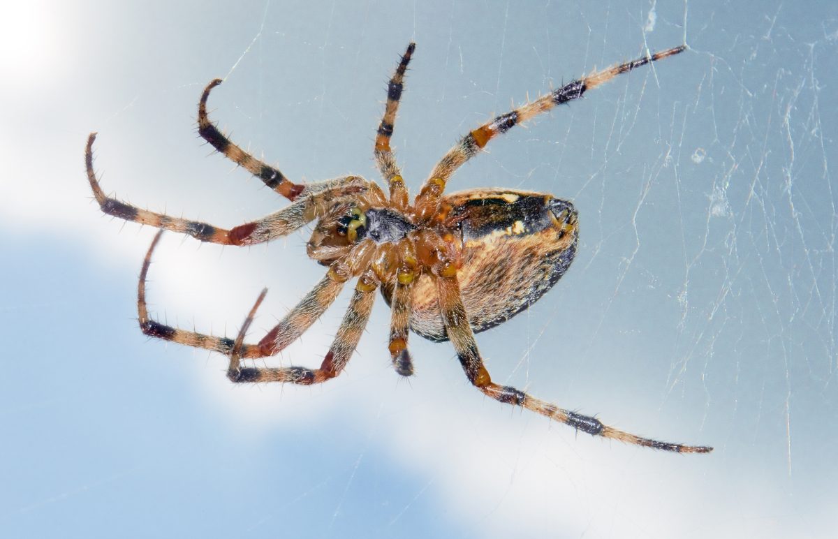 Păianjenul de grădină cu cruce (Araneus diadematus) pe pânza lui rotundă