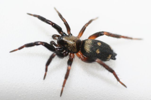 Păianjen de pământ din familia Gnaphosidae, care vânează la sol fără pânză