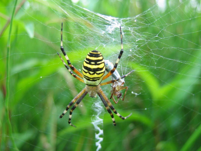Păianjenul-viespe (Argiope bruennichi), galben cu negru, pe pânza lui