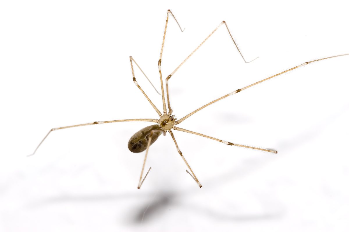 Păianjen cu picioare lungi (Pholcus phalangioides) pe perete, în casă