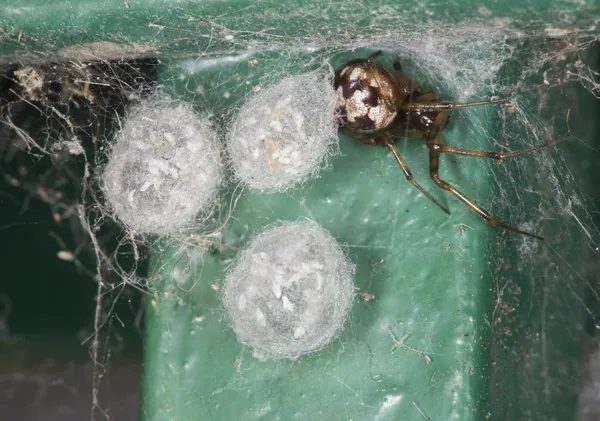 Steatoda, falsa văduvă, cu trei saci de ouă în pânză