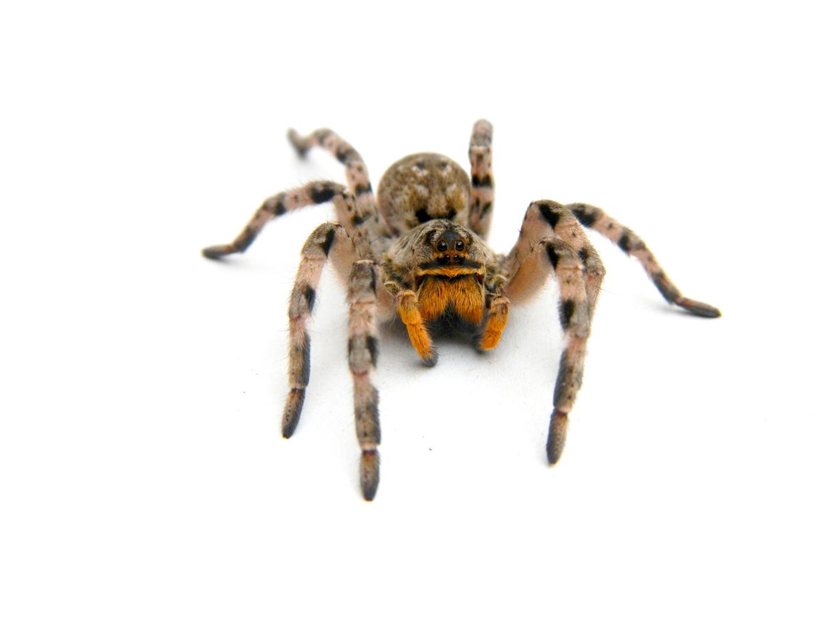 Păianjenul de stepă (Lycosa singoriensis), numit popular tarantulă în România