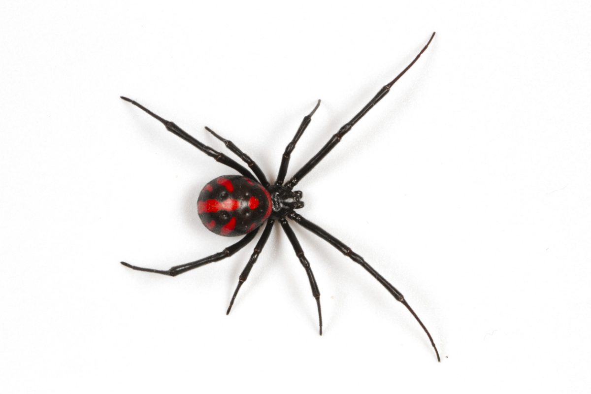 Văduva neagră europeană (Latrodectus tredecimguttatus), neagră lucioasă cu pete roșii