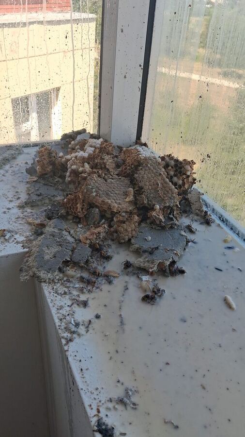 Cuib de viespi demontat, așezat pe pervazul unei ferestre, cu fagurele de celule la vedere