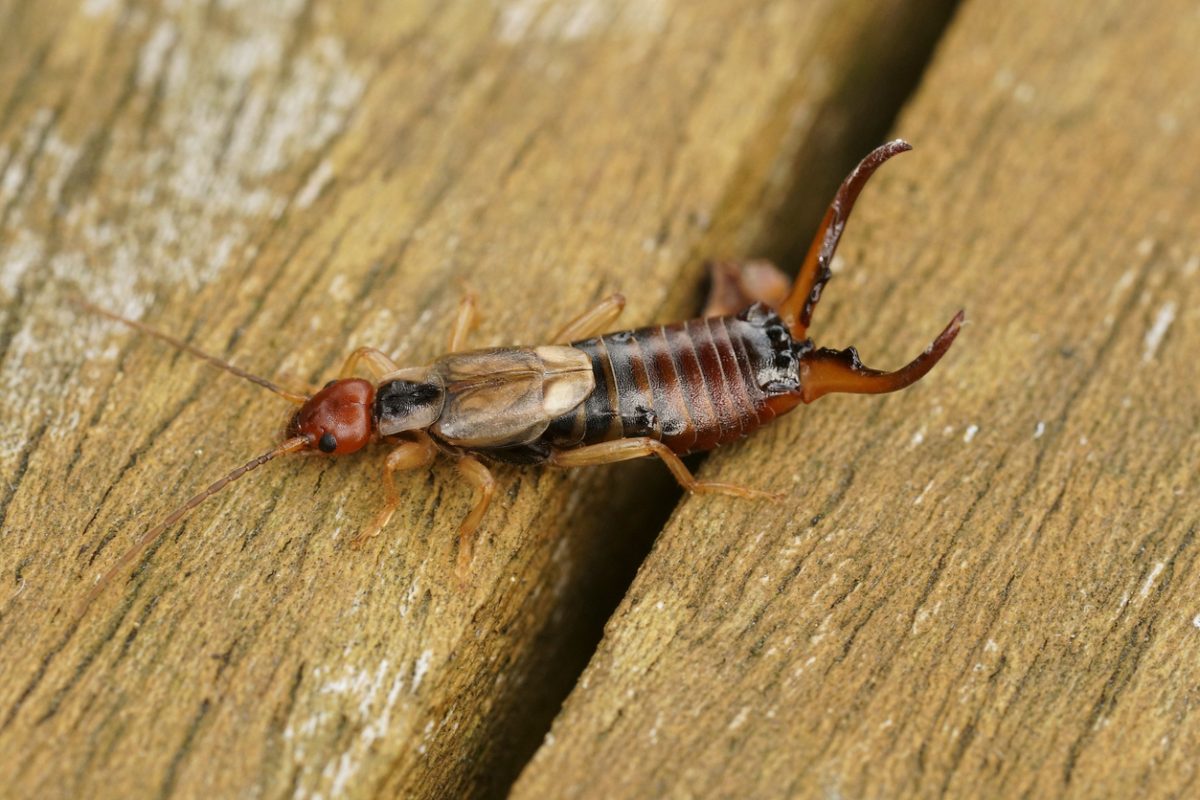 Urechelniță (Forficula auricularia) pe lemn, cu cleștii ridicați și elitrele scurte